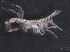  ( - SPCB-CC024)  @11 [ ] CreativeCommons - Attribution (2017) Alex Borisenko Centre for Biodiversity Genomics