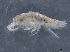  ( - SPCB-CC029)  @11 [ ] CreativeCommons - Attribution (2017) Alex Borisenko Centre for Biodiversity Genomics
