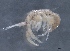  ( - SPCB-CC031)  @11 [ ] CreativeCommons - Attribution (2017) Alex Borisenko Centre for Biodiversity Genomics