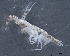  ( - SPCB-CC007)  @11 [ ] CreativeCommons - Attribution (2017) Alex Borisenko Centre for Biodiversity Genomics