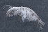  ( - SPCB-CC010)  @11 [ ] CreativeCommons - Attribution (2017) Alex Borisenko Centre for Biodiversity Genomics