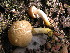  ( - 150449)  @11 [ ] CreativeCommons - Attribution Non-Commercial Share-Alike (2010) Unspecified Royal Ontario Museum