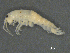  ( - BIOUG07994-A06)  @11 [ ] CreativeCommons - Attribution (2015) Tzitziki Loeza-Quintana Centre for Biodiversity Genomics