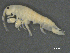  ( - BIOUG07994-A07)  @11 [ ] CreativeCommons - Attribution (2015) Tzitziki Loeza-Quintana Centre for Biodiversity Genomics