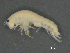  ( - BIOUG07994-A08)  @11 [ ] CreativeCommons - Attribution (2015) Tzitziki Loeza-Quintana Centre for Biodiversity Genomics