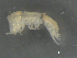  ( - BIOUG07994-A09)  @11 [ ] CreativeCommons - Attribution (2015) Tzitziki Loeza-Quintana Centre for Biodiversity Genomics