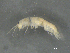  ( - BIOUG07994-A11)  @11 [ ] CreativeCommons - Attribution (2015) Tzitziki Loeza-Quintana Centre for Biodiversity Genomics