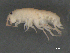  ( - BIOUG07994-E03)  @11 [ ] CreativeCommons - Attribution (2015) Tzitziki Loeza-Quintana Centre for Biodiversity Genomics