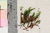  ( - TROM_B_10509)  @11 [ ] CreativeCommons - Attribution Non-Commercial Share-Alike (2017) Unspecified Tromsø University Museum