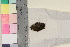  ( - TROM_B_11135)  @11 [ ] CreativeCommons - Attribution Non-Commercial Share-Alike (2017) Unspecified Tromsø University Museum