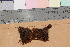  ( - TROM_B_190162)  @11 [ ] CreativeCommons - Attribution Non-Commercial Share-Alike (2017) Unspecified Tromsø University Museum