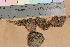  ( - TROM_B_190163)  @11 [ ] CreativeCommons - Attribution Non-Commercial Share-Alike (2017) Unspecified Tromsø University Museum