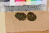  ( - TROM_B_190165)  @11 [ ] CreativeCommons - Attribution Non-Commercial Share-Alike (2017) Unspecified Tromsø University Museum