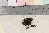  ( - TROM_B_210603)  @11 [ ] CreativeCommons - Attribution Non-Commercial Share-Alike (2017) Unspecified Tromsø University Museum