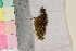  ( - TROM_B_210697)  @11 [ ] CreativeCommons - Attribution Non-Commercial Share-Alike (2017) Unspecified Tromsø University Museum