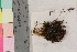  ( - TROM_B_210733)  @11 [ ] CreativeCommons - Attribution Non-Commercial Share-Alike (2017) Unspecified Tromsø University Museum
