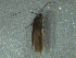  ( - MDFRC_TR0105)  @12 [ ] CreativeCommons - Attribution (2014) Murray-Darling Freshwater Research Centre Murray-Darling Freshwater Research Centre