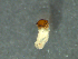  ( - MDFRC_TR0085)  @12 [ ] CreativeCommons - Attribution (2014) Murray-Darling Freshwater Research Centre Murray-Darling Freshwater Research Centre