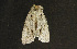  ( - moth1108.01)  @12 [ ] CreativeCommons - Attribution (2010) Unspecified Centre for Biodiversity Genomics