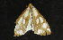  ( - moth1129.01)  @13 [ ] CreativeCommons - Attribution (2010) Unspecified Centre for Biodiversity Genomics