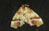  ( - moth163.01)  @14 [ ] CreativeCommons - Attribution (2010) Unspecified Centre for Biodiversity Genomics