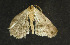  ( - moth233.01)  @13 [ ] CreativeCommons - Attribution (2010) Unspecified Centre for Biodiversity Genomics
