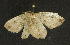  ( - moth235.01)  @13 [ ] CreativeCommons - Attribution (2010) Unspecified Centre for Biodiversity Genomics