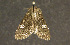  ( - moth243.01)  @13 [ ] CreativeCommons - Attribution (2010) Unspecified Centre for Biodiversity Genomics