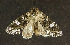  ( - moth324.01)  @13 [ ] CreativeCommons - Attribution (2010) Unspecified Centre for Biodiversity Genomics
