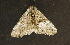  ( - moth381.01)  @13 [ ] CreativeCommons - Attribution (2010) Unspecified Centre for Biodiversity Genomics
