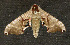  ( - moth486.01)  @14 [ ] CreativeCommons - Attribution (2010) Unspecified Centre for Biodiversity Genomics