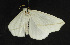  ( - moth546.01)  @13 [ ] CreativeCommons - Attribution (2010) Unspecified Centre for Biodiversity Genomics