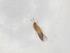  (Thrips speratus - BIOUG71330-C08)  @11 [ ] CreativeCommons - Attribution (2021) Centre for Biodiversity Genomics Centre for Biodiversity Genomics