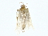  (Simplicia orthofasciata - BIOUG80183-A07)  @11 [ ] CreativeCommons - Attribution (2022) CBG Photography Group Centre for Biodiversity Genomics