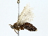  ( - BIOUG80740-C08)  @11 [ ] CreativeCommons - Attribution (2022) CBG Photography Group Centre for Biodiversity Genomics