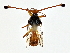  ( - BIOUG85527-D03)  @11 [ ] CreativeCommons - Attribution (2022) CBG Photography Group Centre for Biodiversity Genomics