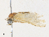  (Eutelia ocellaria - CBG-A34280-G02)  @11 [ ] CreativeCommons - Attribution Share - Alike (2024) CBG Photography Group Centre for Biodiversity Genomics