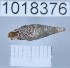  ( - 1018376)  @11 [ ] Levan Mumladze (2023) Levan Mumladze Ilia State University, Institute of Zoology