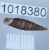  ( - 1018380)  @11 [ ] Levan Mumladze (2023) Levan Mumladze Ilia State University, Institute of Zoology