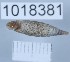  (Baleinae - 1018381)  @11 [ ] Levan Mumladze (2023) Levan Mumladze Ilia State University, Institute of Zoology