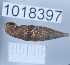  ( - 1018397)  @11 [ ] Levan Mumladze (2023) Levan Mumladze Ilia State University, Institute of Zoology