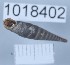  ( - 1018402)  @11 [ ] Levan Mumladze (2023) Levan Mumladze Ilia State University, Institute of Zoology