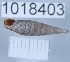  (Quadriplicata dipolauchen - 1018403)  @11 [ ] Levan Mumladze (2023) Levan Mumladze Ilia State University, Institute of Zoology