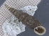  ( - BILA_01)  @11 [ ] CreativeCommons - Attribution Share-Alike (2021) Unspecified University of Lodz, Dept of Invertebrate Zoology and Hydrobiology