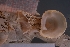  ( - MPRO_02)  @11 [ ] CreativeCommons - Attribution Share-Alike (2021) Unspecified University of Lodz, Dept of Invertebrate Zoology and Hydrobiology