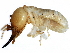  ( - BIOUG16322-B11)  @13 [ ] CreativeCommons - Attribution (2015) CBG Photography Group Centre for Biodiversity Genomics