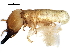  ( - BIOUG16322-B12)  @13 [ ] CreativeCommons - Attribution (2015) CBG Photography Group Centre for Biodiversity Genomics