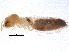  (Postelectrotermes - BIOUG16323-H02)  @11 [ ] CreativeCommons - Attribution (2015) CBG Photography Group Centre for Biodiversity Genomics