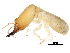  ( - CCDB-08664-C05)  @14 [ ] CreativeCommons - Attribution (2016) CBG Photography Group Centre for Biodiversity Genomics