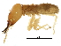  (Prorhinotermitinae - CCDB-08664-G10)  @14 [ ] CreativeCommons - Attribution (2016) CBG Photography Group Centre for Biodiversity Genomics